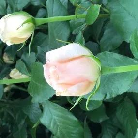 Chandos Beauty Hybrid Tea Rose (Chandos Beauty Hybrid Tea Rose) 3